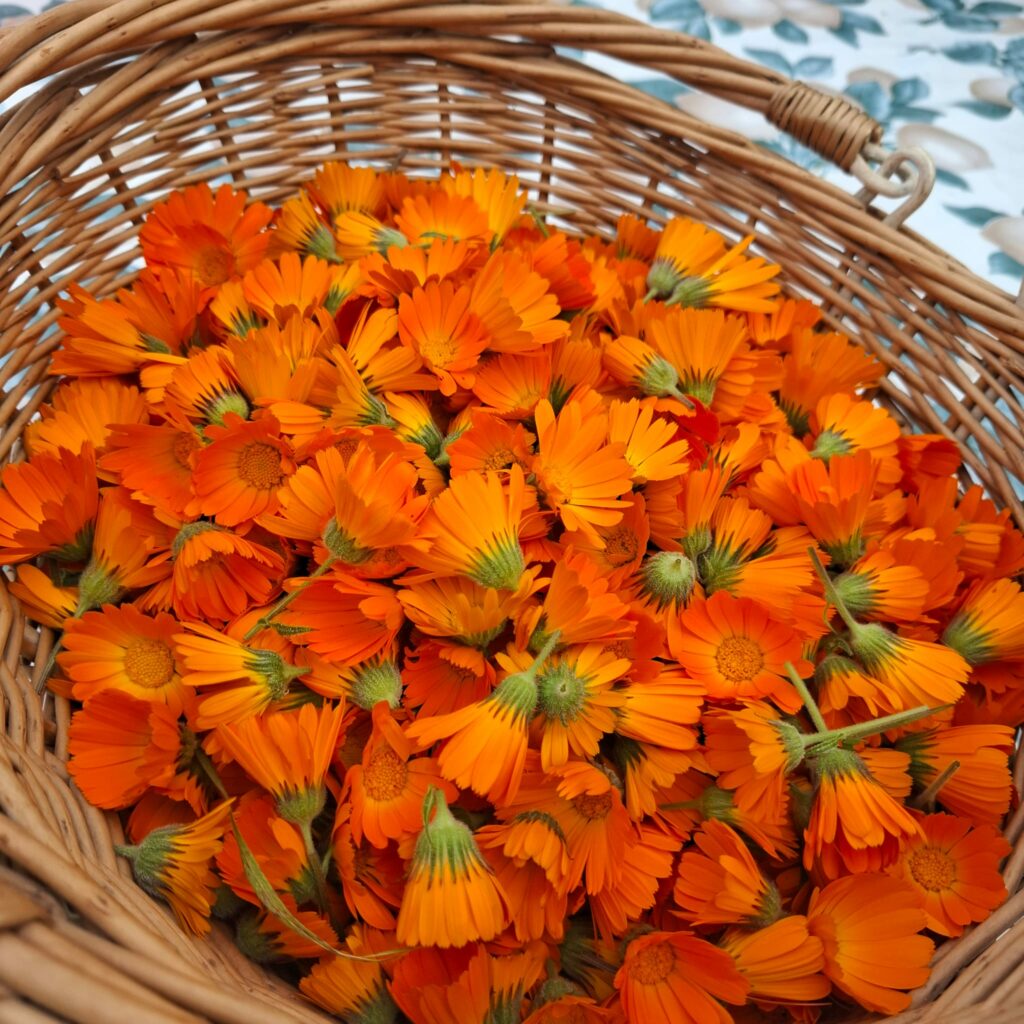 Calendula