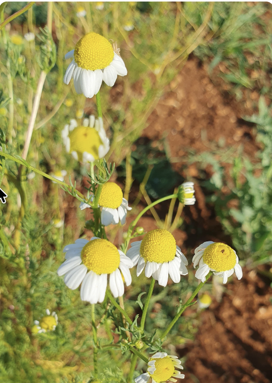 Camomilla Matricaria